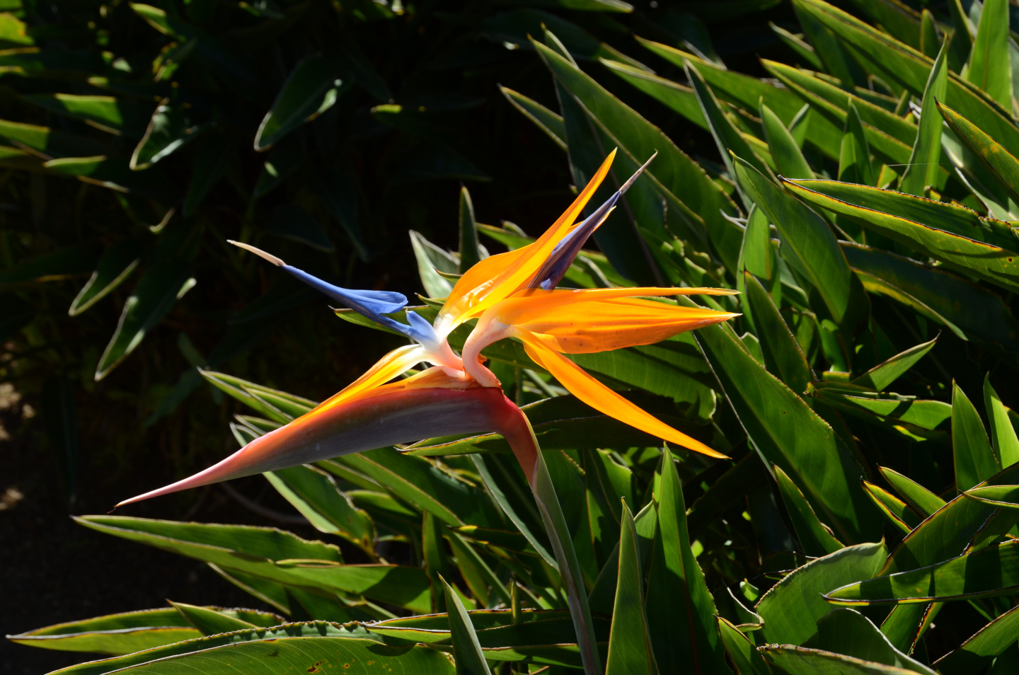 Strelitzia reginae Banks - Oiseau du paradis