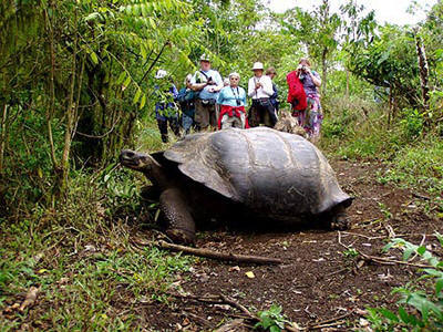 Turistas miran asombrados una especie de Tortuga Galápagos