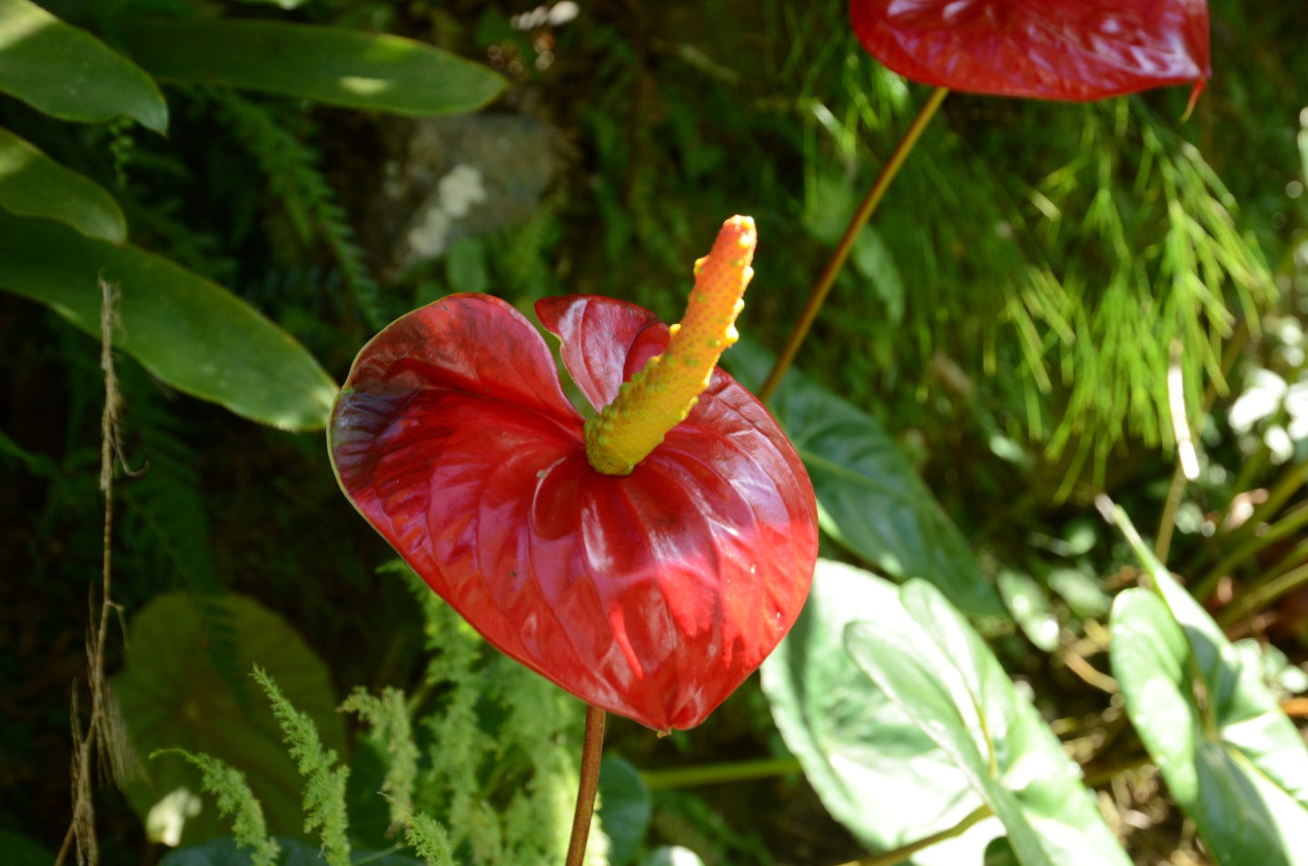 Anthurium Scherzerianum Schott