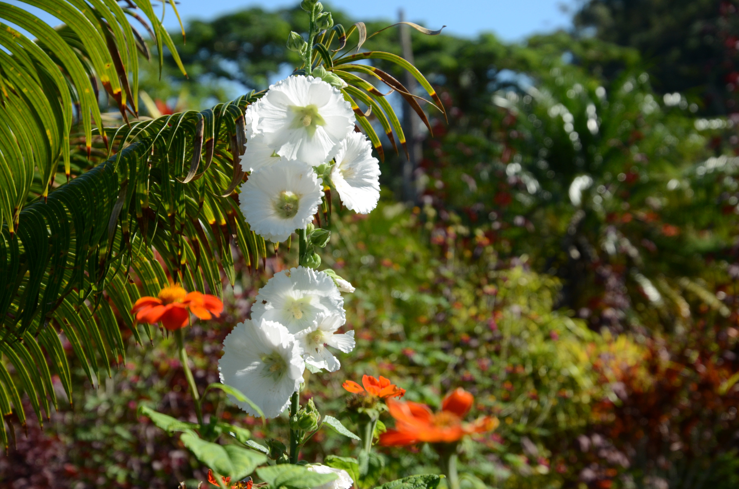 Alcea rosea - Rose Trémière