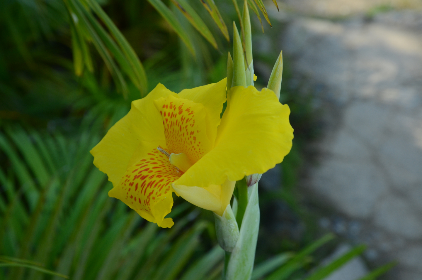 Canna hybrida Rodigas - Balisier