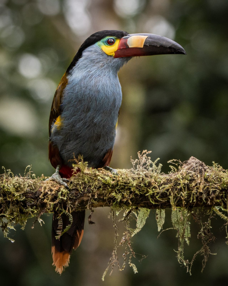 Photo : Courtesy of Manakin Nature Tours Photo : Courtesy of Manakin Nature Tours