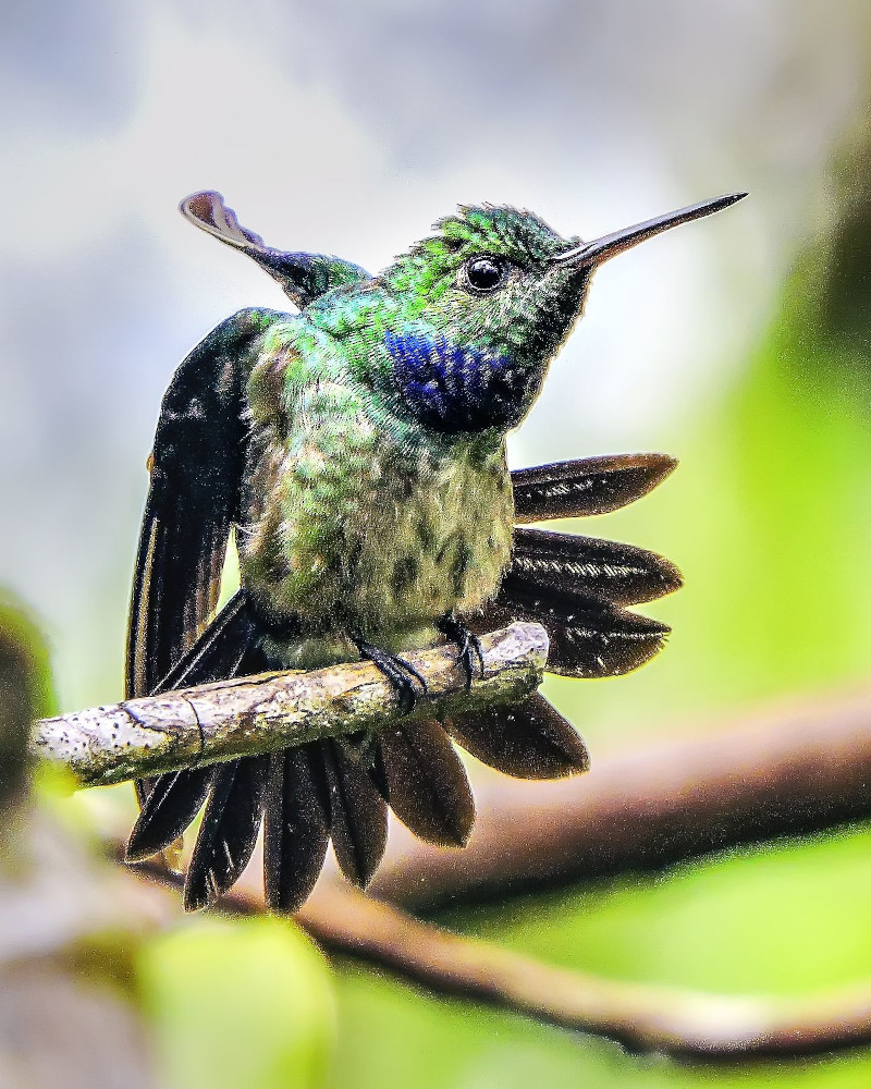 Photo : Courtesy of Manakin Nature Tours Photo : Courtesy of Manakin Nature Tours