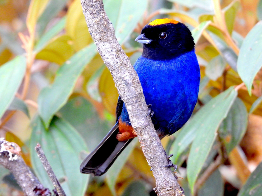 Photo : Courtesy of Manakin Nature Tours Photo : Courtesy of Manakin Nature Tours