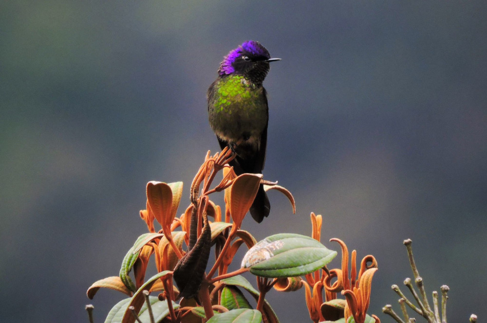 Photo : Courtesy of Manakin Nature Tours Photo : Courtesy of Manakin Nature Tours