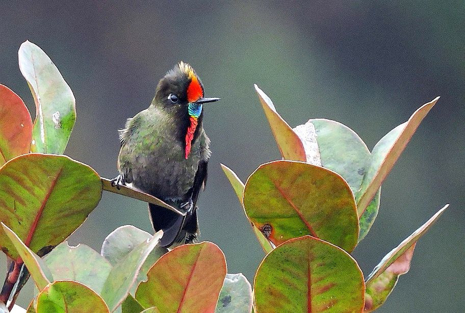 Photo : Courtesy of Manakin Nature Tours Photo : Courtesy of Manakin Nature Tours