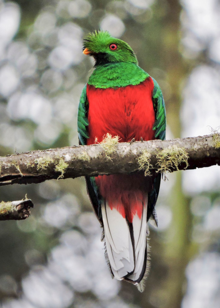Photo : Courtesy of Manakin Nature Tours Photo : Courtesy of Manakin Nature Tours