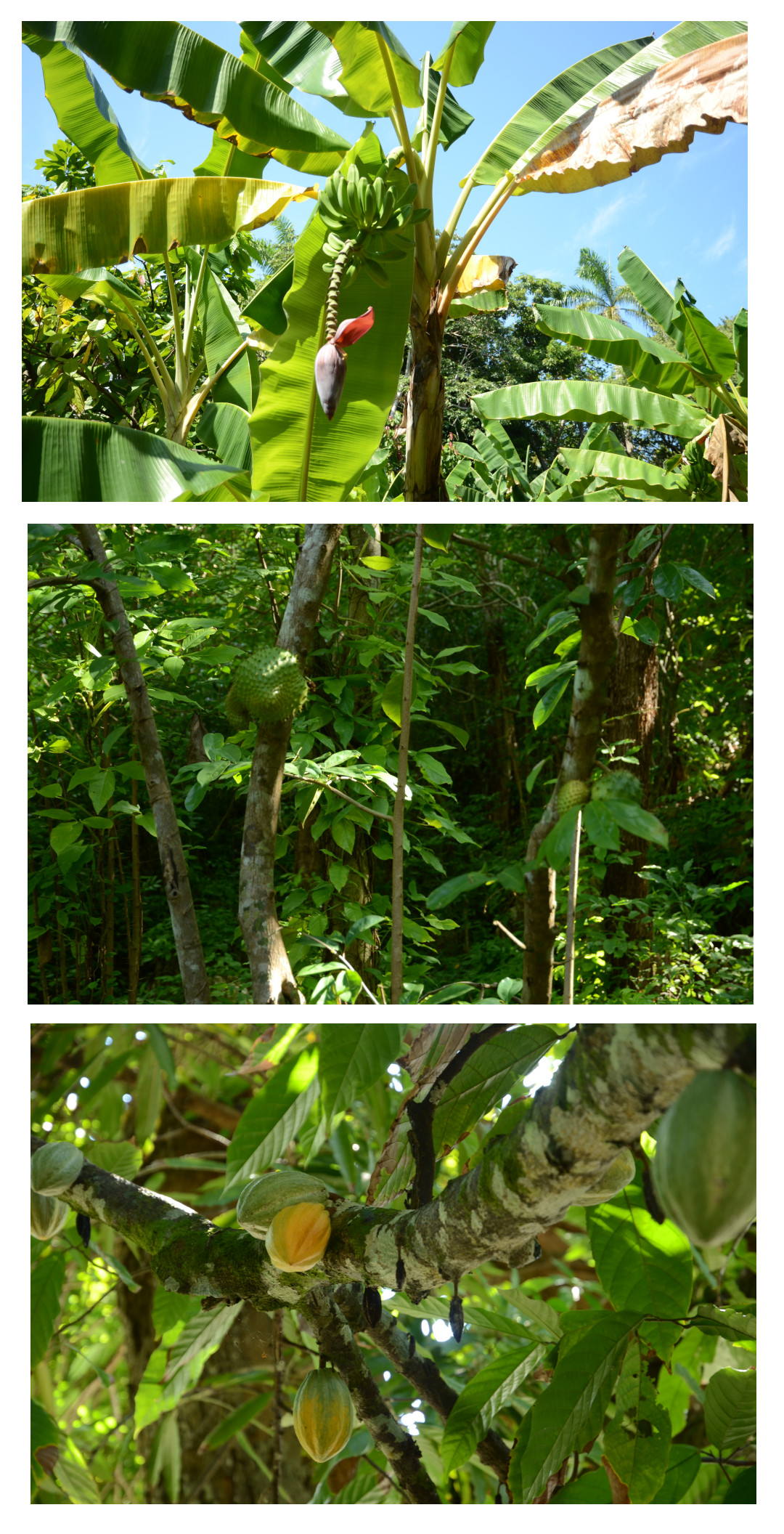Les fruits de cuba Les fruits de cuba