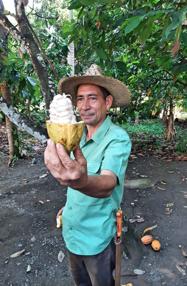 Semilla del Cacao Semilla del Cacao