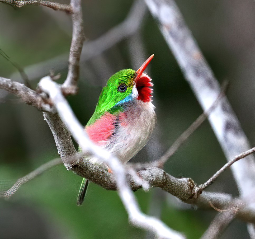 Cuban Tody - Photo : Steve