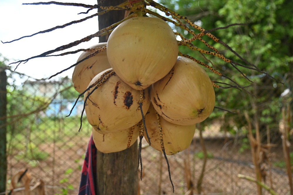 Árboles Frutales en la Finca La María - Foto: Orbita Popular