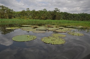 Famosas plantas victoria regia. Foto Patrick Sheridan