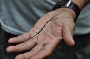 Insecto en la amazonía. Foto Patrick Sheridan