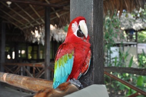 El loro "Pedrito" nos dió la bienvenida. Foto Patrick Sheridan