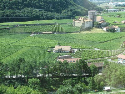 Viñedos y los Alpes suizos